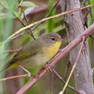 Common Yellowthroat
